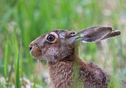 Feldhase - European Hare  (Lepus europaeus)
